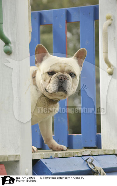 Franzsische Bulldogge / French Bulldog / AP-08905