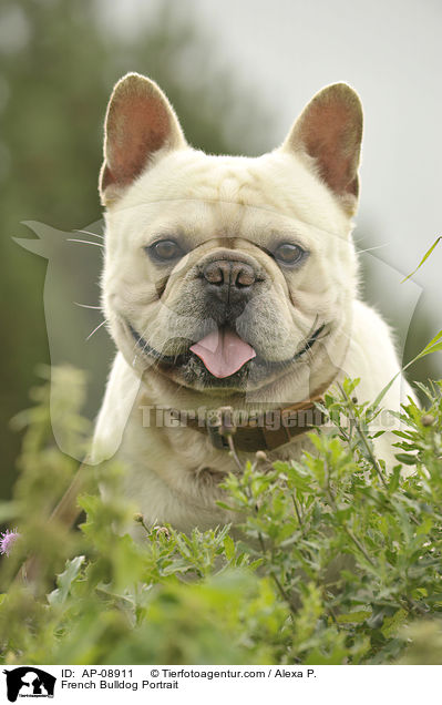 Franzsische Bulldogge Portrait / French Bulldog Portrait / AP-08911