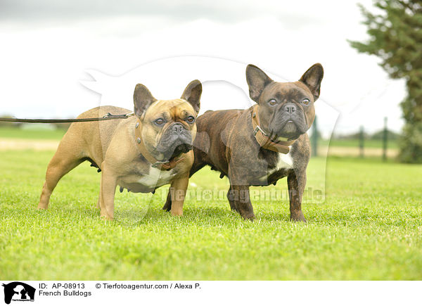 Franzsische Bulldoggen / French Bulldogs / AP-08913