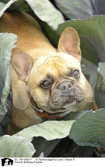 Franzsische Bulldogge Portrait / French Bulldog Portrait / AP-08917