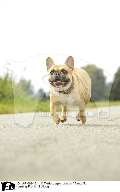 rennende Franzsische Bulldogge / running French Bulldog / AP-08919