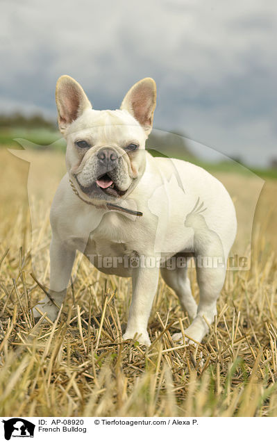 Franzsische Bulldogge / French Bulldog / AP-08920