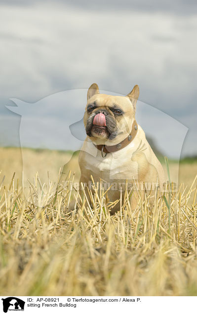 sitzende Franzsische Bulldogge / sitting French Bulldog / AP-08921