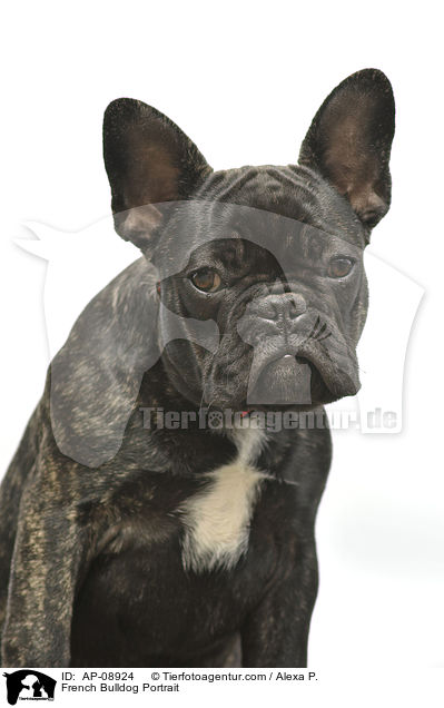 Franzsische Bulldogge Portrait / French Bulldog Portrait / AP-08924