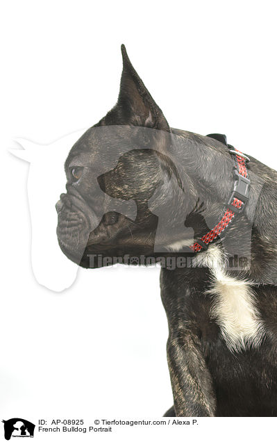Franzsische Bulldogge Portrait / French Bulldog Portrait / AP-08925