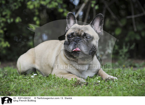 liegende Franzsische Bulldogge / lying French Bulldog / SST-09032