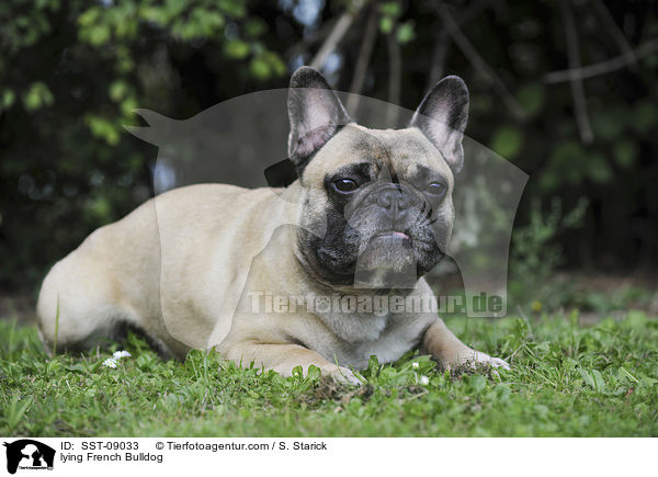 liegende Franzsische Bulldogge / lying French Bulldog / SST-09033