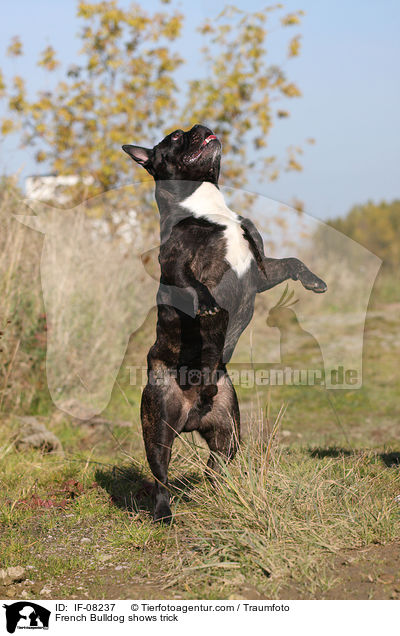 Franzsische Bulldogge macht Mnnchen / French Bulldog shows trick / IF-08237