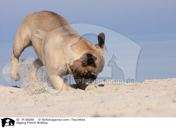 buddelnde Franzsische Bulldogge / digging French Bulldog / IF-08268
