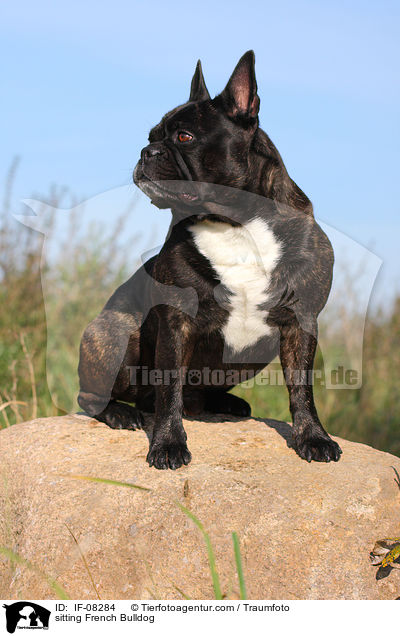 sitzende Franzsische Bulldogge / sitting French Bulldog / IF-08284