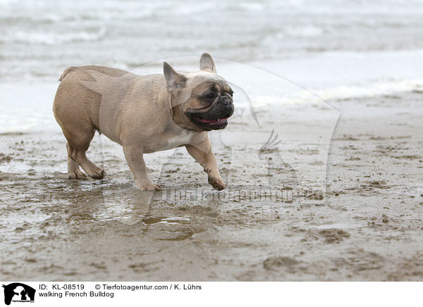 laufende Franzsische Bulldogge / walking French Bulldog / KL-08519