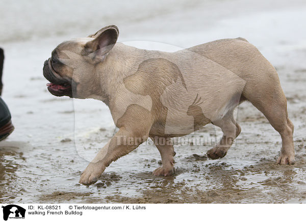 laufende Franzsische Bulldogge / walking French Bulldog / KL-08521