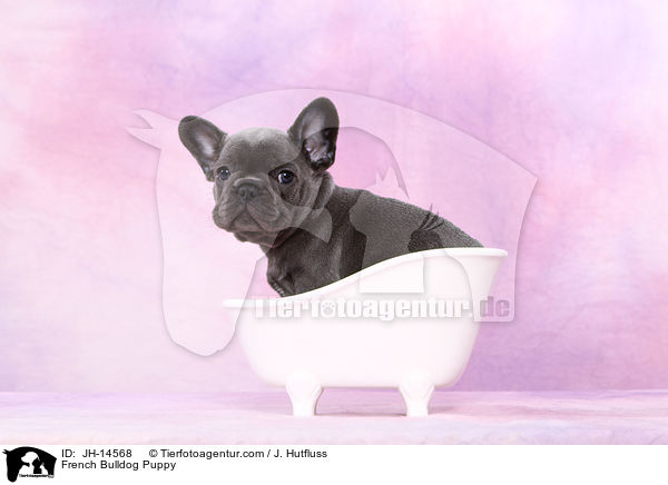 Franzsische Bulldogge Welpe / French Bulldog Puppy / JH-14568