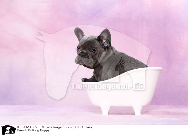 Franzsische Bulldogge Welpe / French Bulldog Puppy / JH-14569