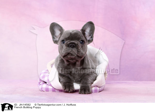 Franzsische Bulldogge Welpe / French Bulldog Puppy / JH-14582