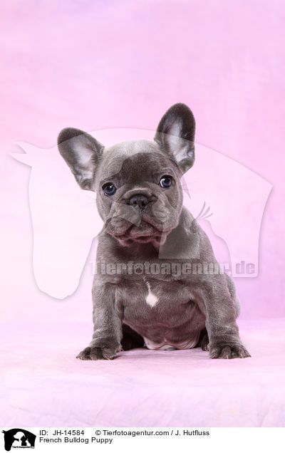 Franzsische Bulldogge Welpe / French Bulldog Puppy / JH-14584