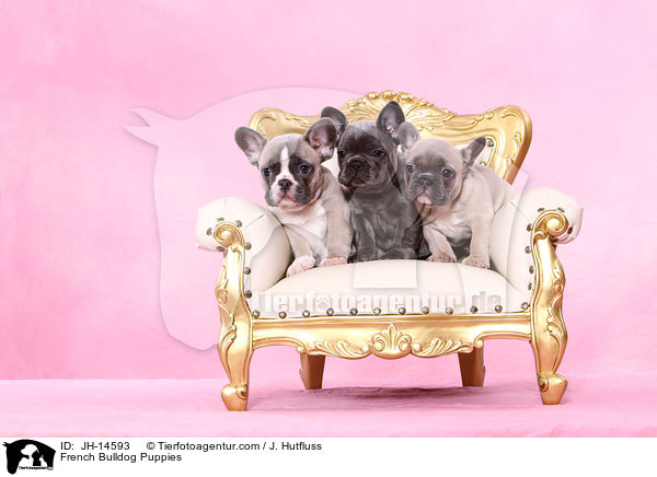 Franzsische Bulldogge Welpen / French Bulldog Puppies / JH-14593