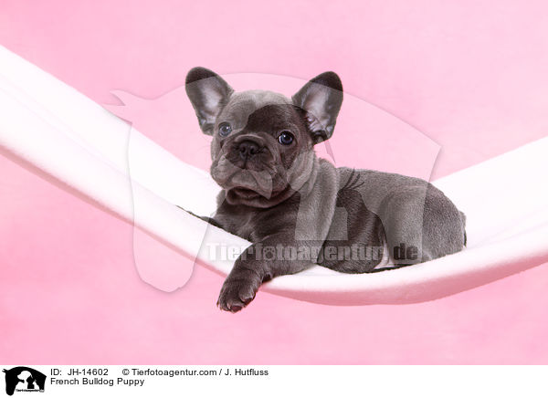 Franzsische Bulldogge Welpe / French Bulldog Puppy / JH-14602