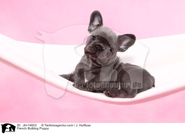 Franzsische Bulldogge Welpe / French Bulldog Puppy / JH-14603