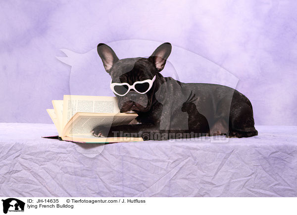 lying French Bulldog / JH-14635