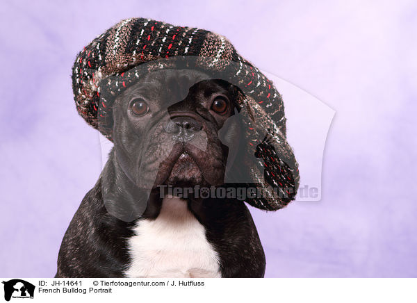 Franz�sische Bulldogge Portrait / French Bulldog Portrait / JH-14641