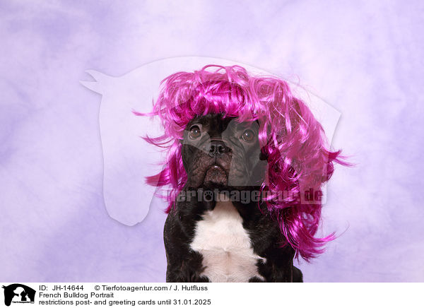 Franzsische Bulldogge Portrait / JH-14644