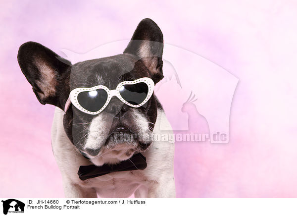 Franzsische Bulldogge Portrait / French Bulldog Portrait / JH-14660