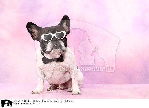 sitzender Franzsische Bulldogge / sitting French Bulldog / JH-14662