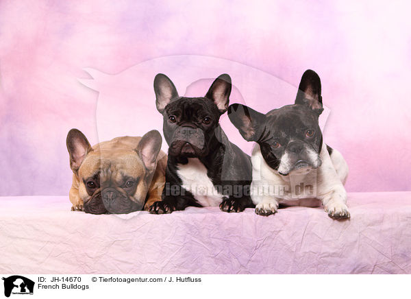 Franzsische Bulldoggen / French Bulldogs / JH-14670