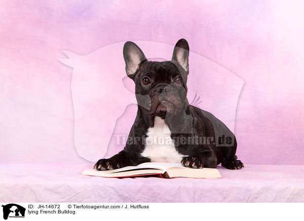 liegende Franzsische Bulldogge / lying French Bulldog / JH-14672
