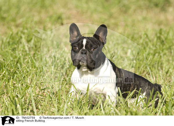 sitzende Franzsische Bulldogge / sitting French Bulldog / TM-02759