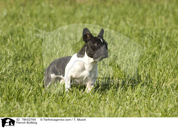 Franzsische Bulldogge / French Bulldog / TM-02769