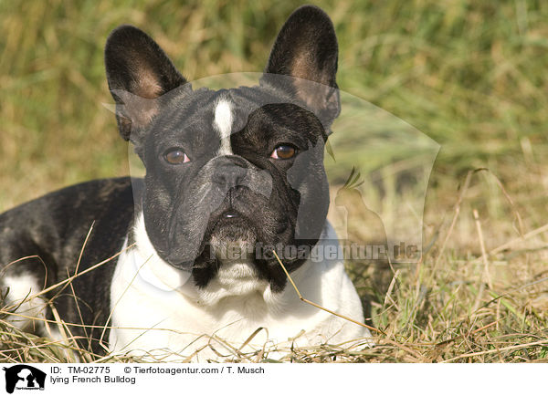 liegende Franzsische Bulldogge / lying French Bulldog / TM-02775