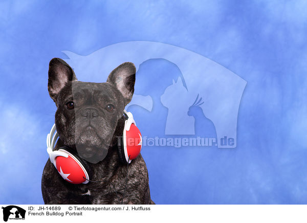 Franz�sische Bulldogge Portrait / French Bulldog Portrait / JH-14689