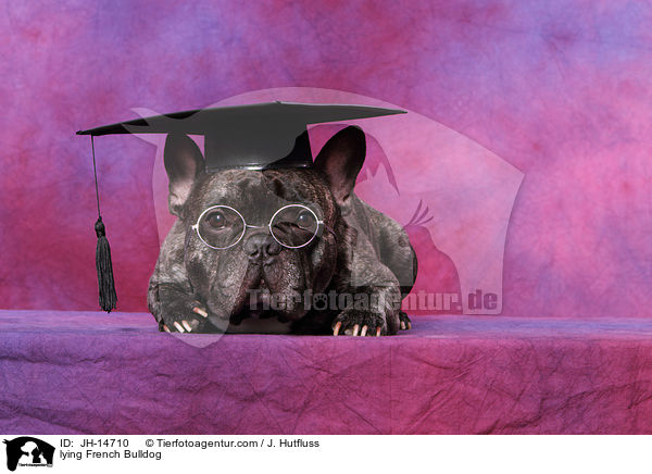 lying French Bulldog / JH-14710