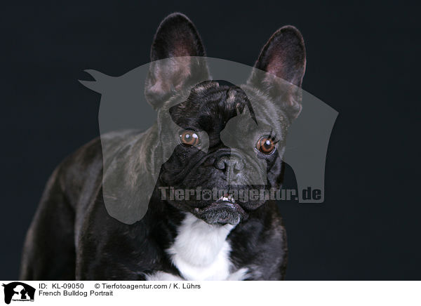 Franzsische Bulldogge Portrait / French Bulldog Portrait / KL-09050