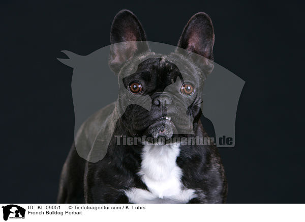 Franzsische Bulldogge Portrait / French Bulldog Portrait / KL-09051