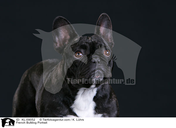 Franzsische Bulldogge Portrait / French Bulldog Portrait / KL-09052