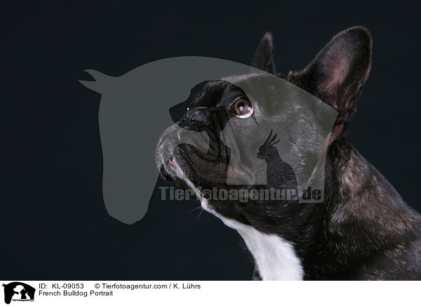 Franzsische Bulldogge Portrait / French Bulldog Portrait / KL-09053