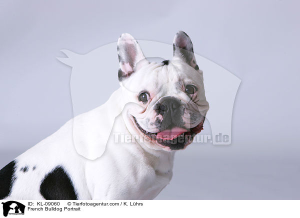 Franzsische Bulldogge Portrait / French Bulldog Portrait / KL-09060