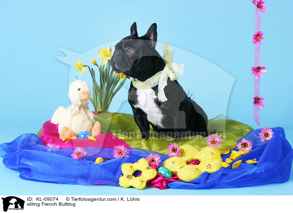 sitting French Bulldog / KL-09074