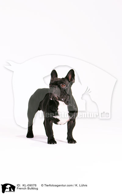 Franzsische Bulldogge / French Bulldog / KL-09076