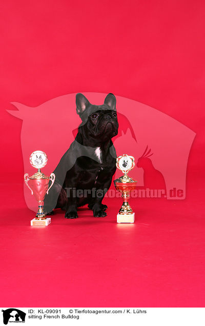 sitzende Franzsische Bulldogge / sitting French Bulldog / KL-09091