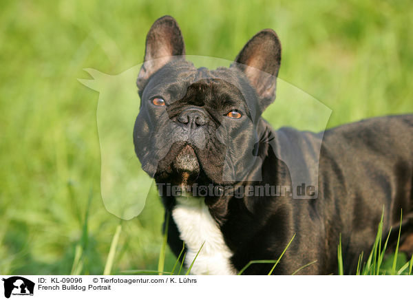 Franzsische Bulldogge Portrait / French Bulldog Portrait / KL-09096