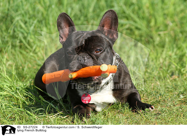 liegende Franzsische Bulldogge / lying French Bulldog / SS-27224