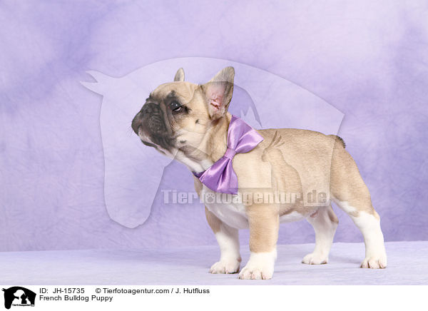 French Bulldog Puppy / JH-15735