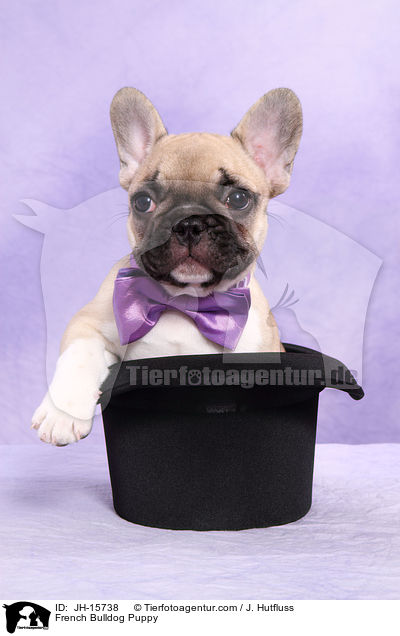 Franzsische Bulldogge Welpe / French Bulldog Puppy / JH-15738