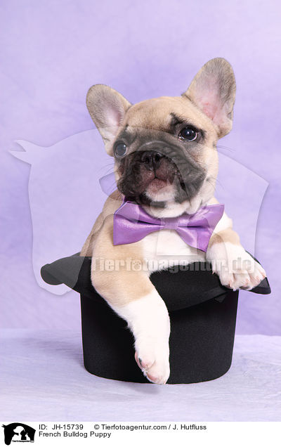 Franzsische Bulldogge Welpe / French Bulldog Puppy / JH-15739
