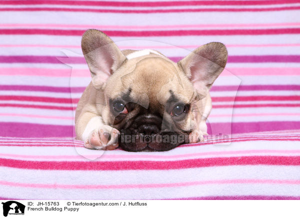 Franzsische Bulldogge Welpe / French Bulldog Puppy / JH-15763
