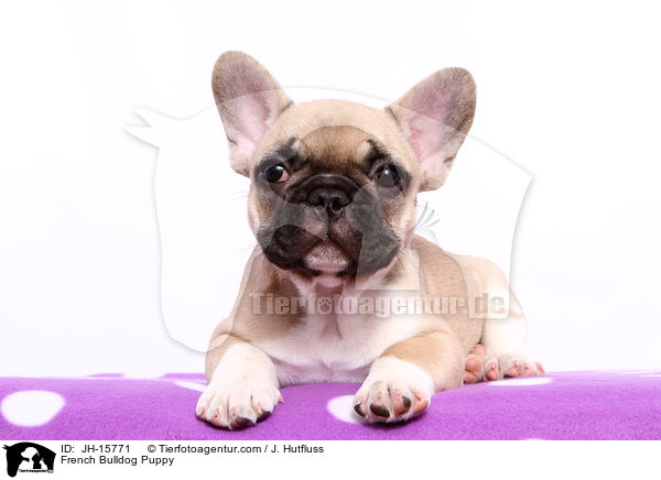 French Bulldog Puppy / JH-15771
